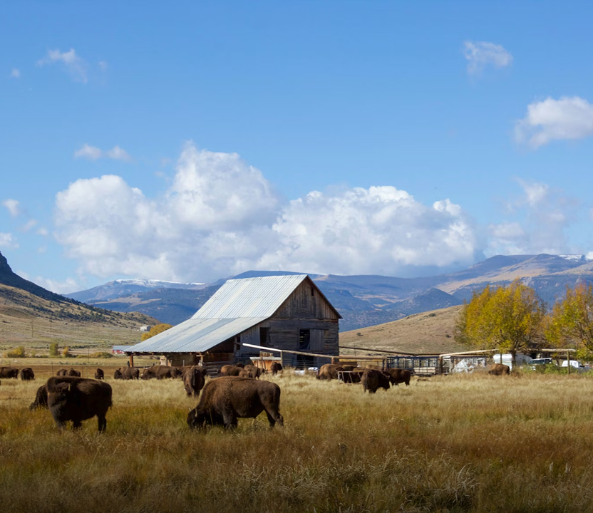 La contrainte de distance
