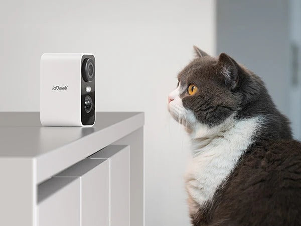 Caméra pour chat : comment garder un œil sur votre félin à distance ?